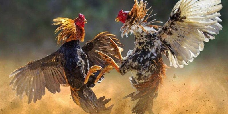 Đá Gà Thomo - Hình Thức Đá Gà Phổ Biến Và Nổi Bật Hiện Nay Thông tin chi tiết cần nắm về đá gà thomo