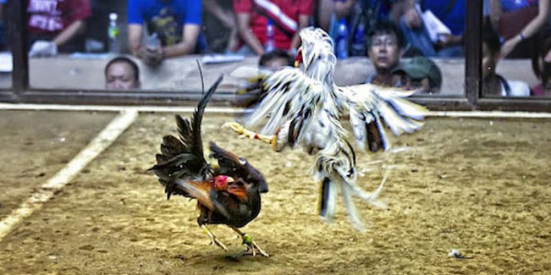 Đá Gà Thomo - Hình Thức Đá Gà Phổ Biến Và Nổi Bật Hiện Nay Loại hình đá gà thomo cựa dao phổ biến