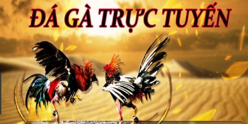 Đá Gà Trực Tuyến - Bí Kíp Vàng Giúp Newbie Thắng Đậm Thường xuyên cập nhật tỷ lệ cá cược đá gà trực tuyến